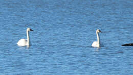 Image of Trumpeter Swan