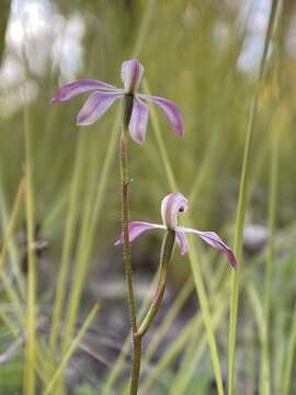 Image of Pink caps