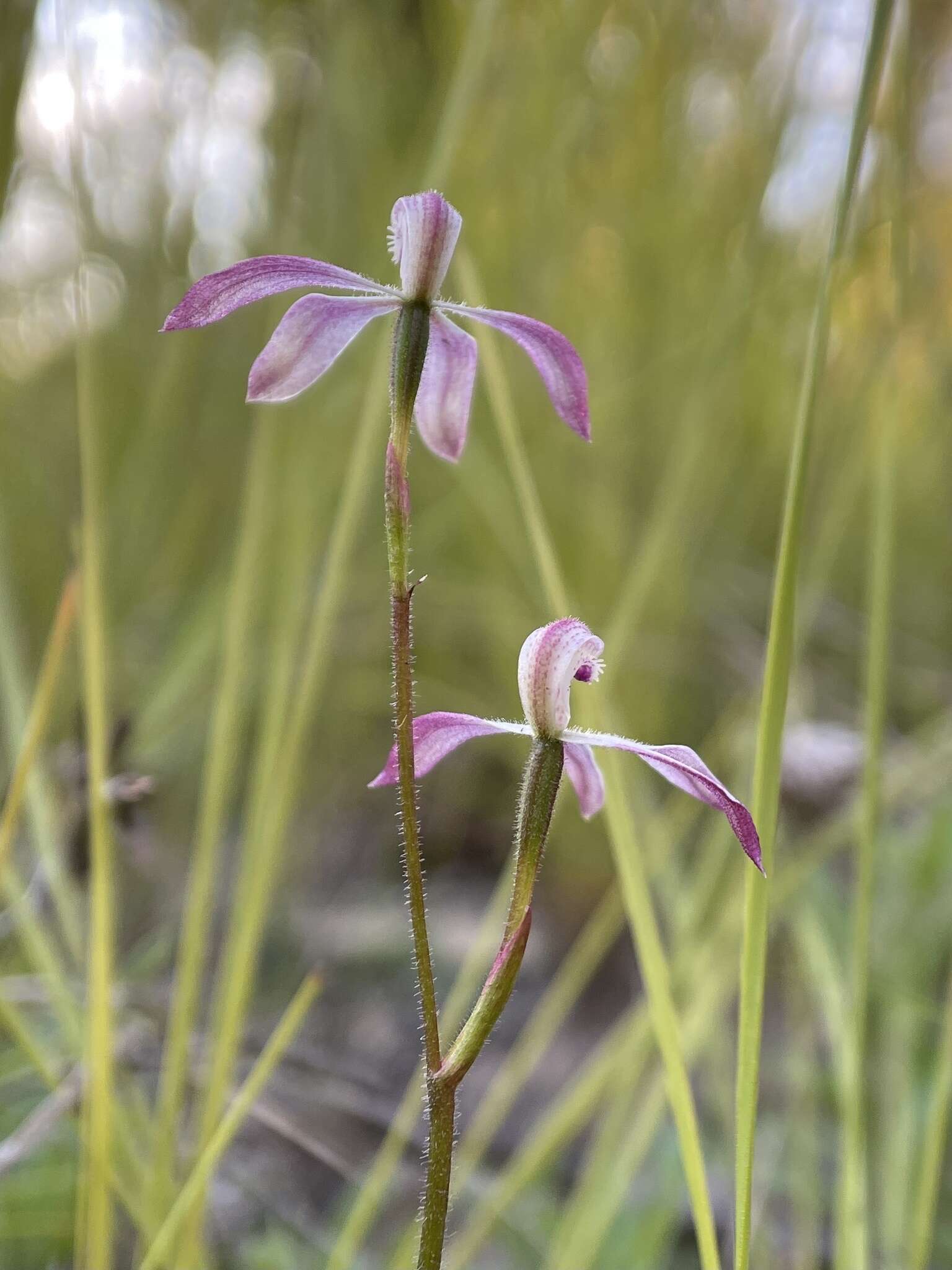 Caladenia clarkiae D. L. Jones resmi