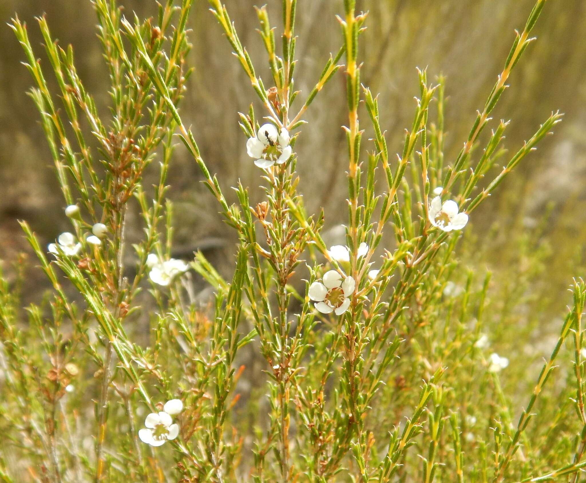 Image of Hysterobaeckea behrii (Schltdl.) Rye