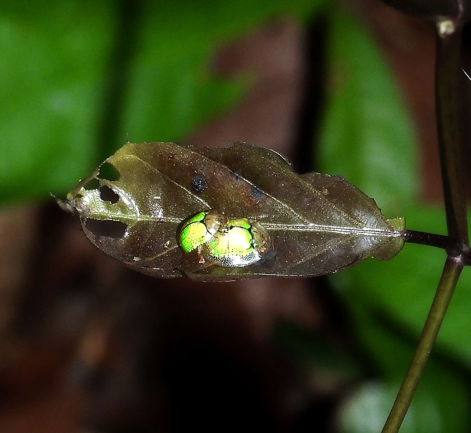 صورة Coptocycla (Coptocycla) dolosa Boheman 1855