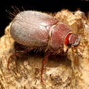 Image of <i>Phyllophaga vetula</i>