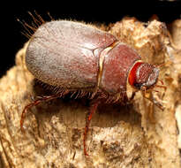 Image of <i>Phyllophaga vetula</i>