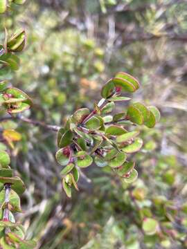 Boronia rhomboidea Hook. resmi