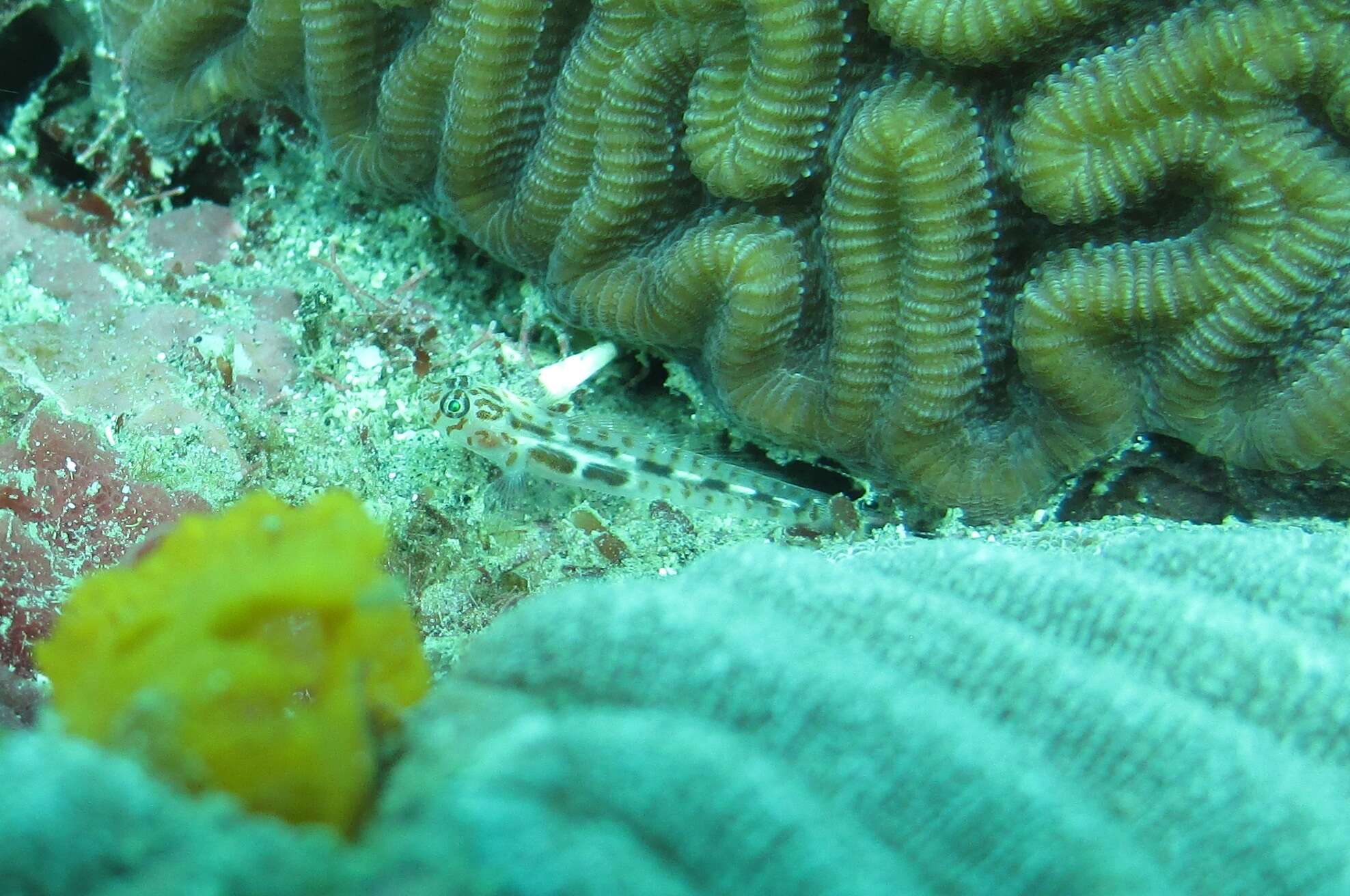 Image of Leopard goby