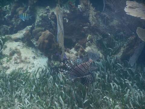 Image of Common lionfish