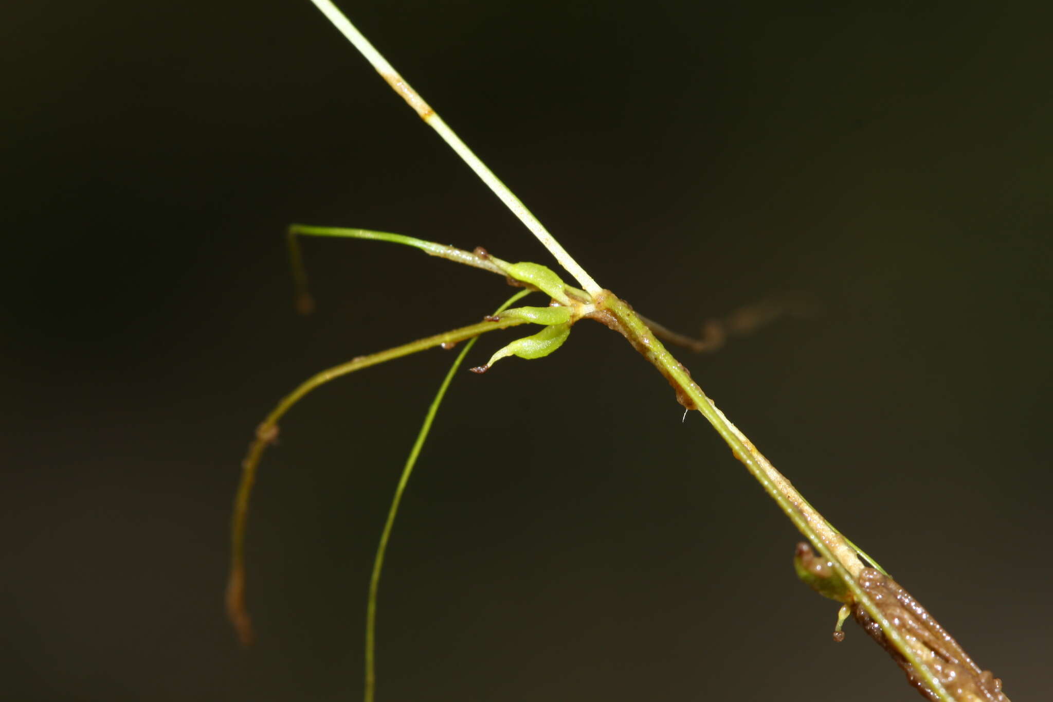 Image of Zannichellia palustris subsp. pedicellata (Rosén & Wahlenb.) Hook. fil.