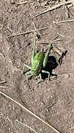 Image of Long-legged Anabrus