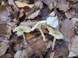 Clitocybe phaeophthalma (Pers.) Kuyper 1981 resmi