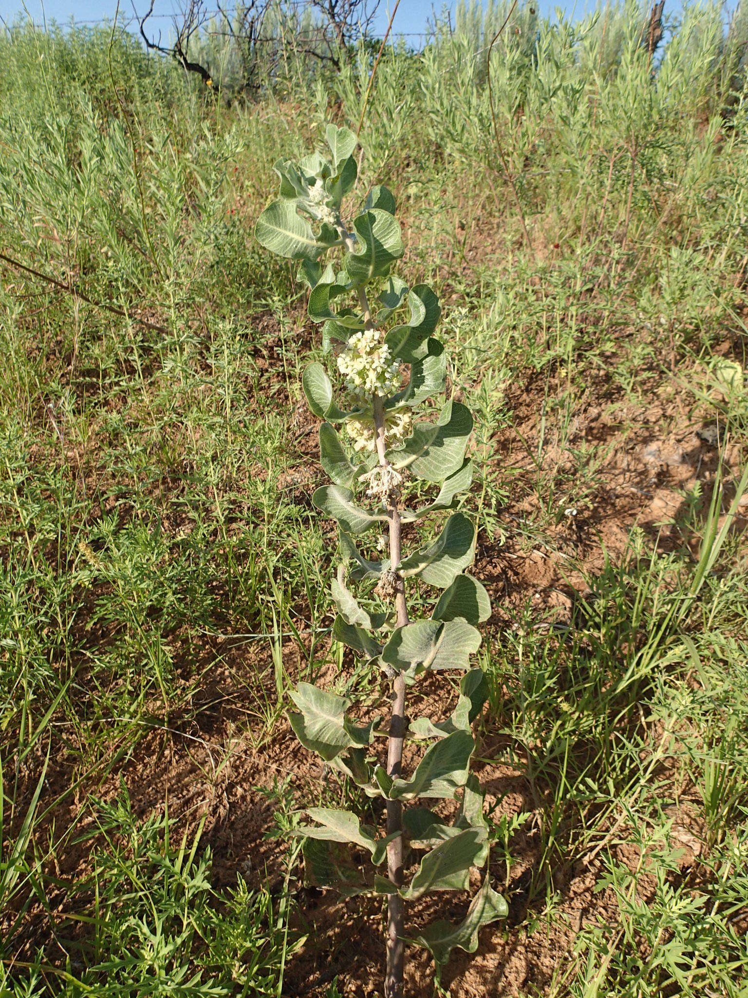 Imagem de Asclepias arenaria Torr.