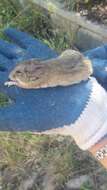 Image of Yellow-rumped Leaf-eared Mouse