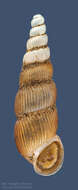 Image of Truncatella scalarina Cox 1867