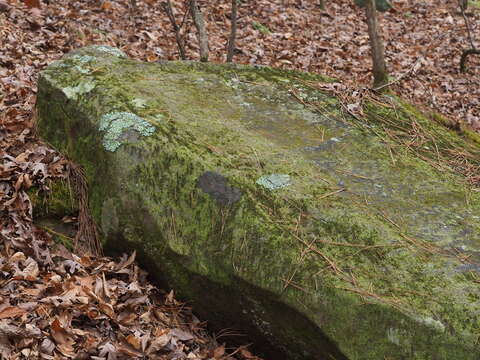 Image of Rimmed shingle lichen