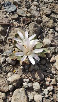 Image of Kellogg's lewisia