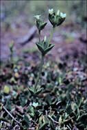 Image of Sebaea albidiflora F Muell.