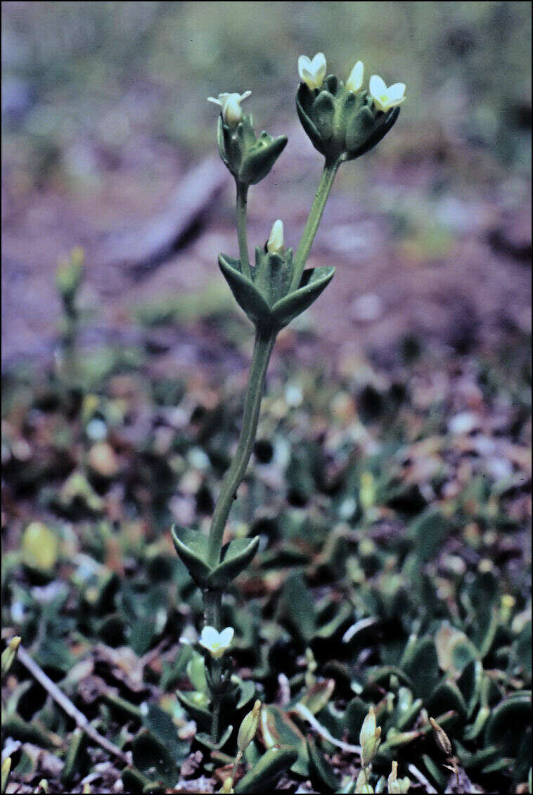 Image of Sebaea albidiflora F Muell.