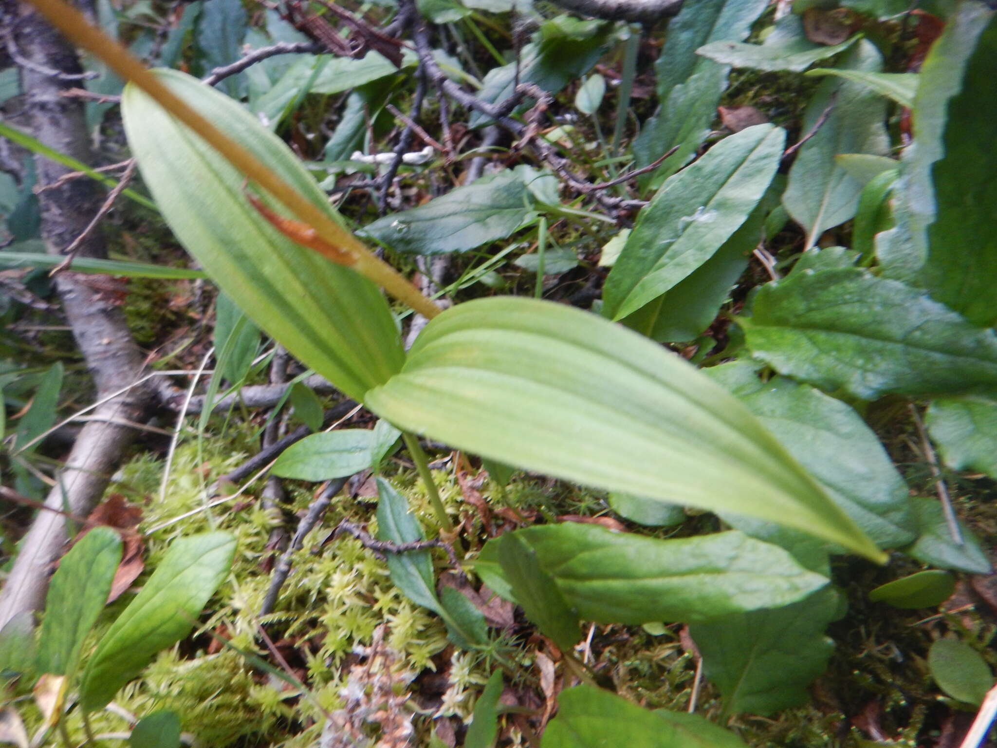 Plancia ëd Endocellion sibiricum (J. F. Gmel.) Toman