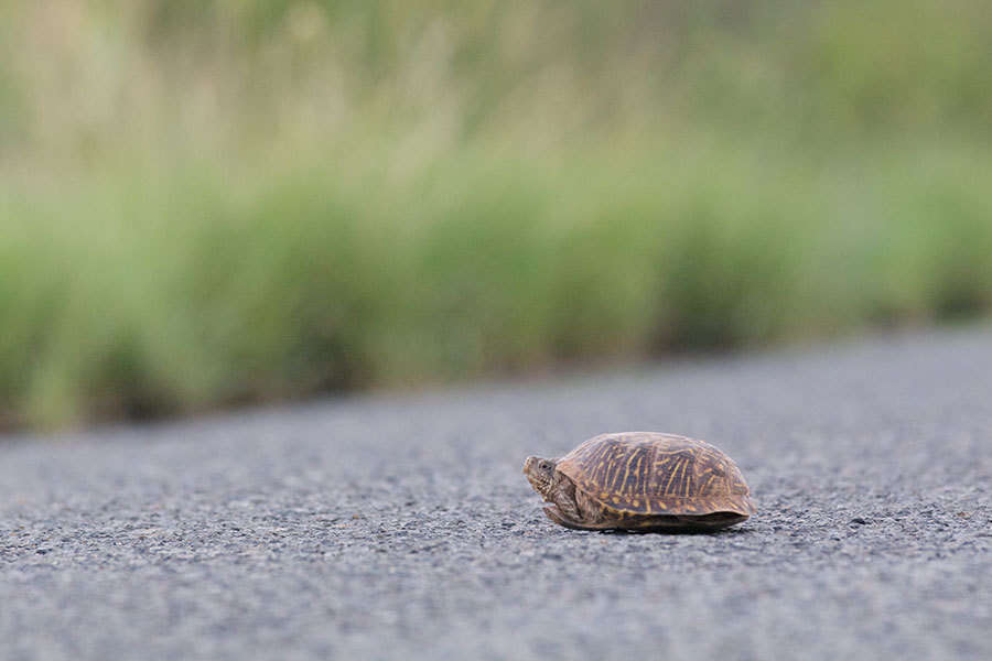 Image of Desert box turtle