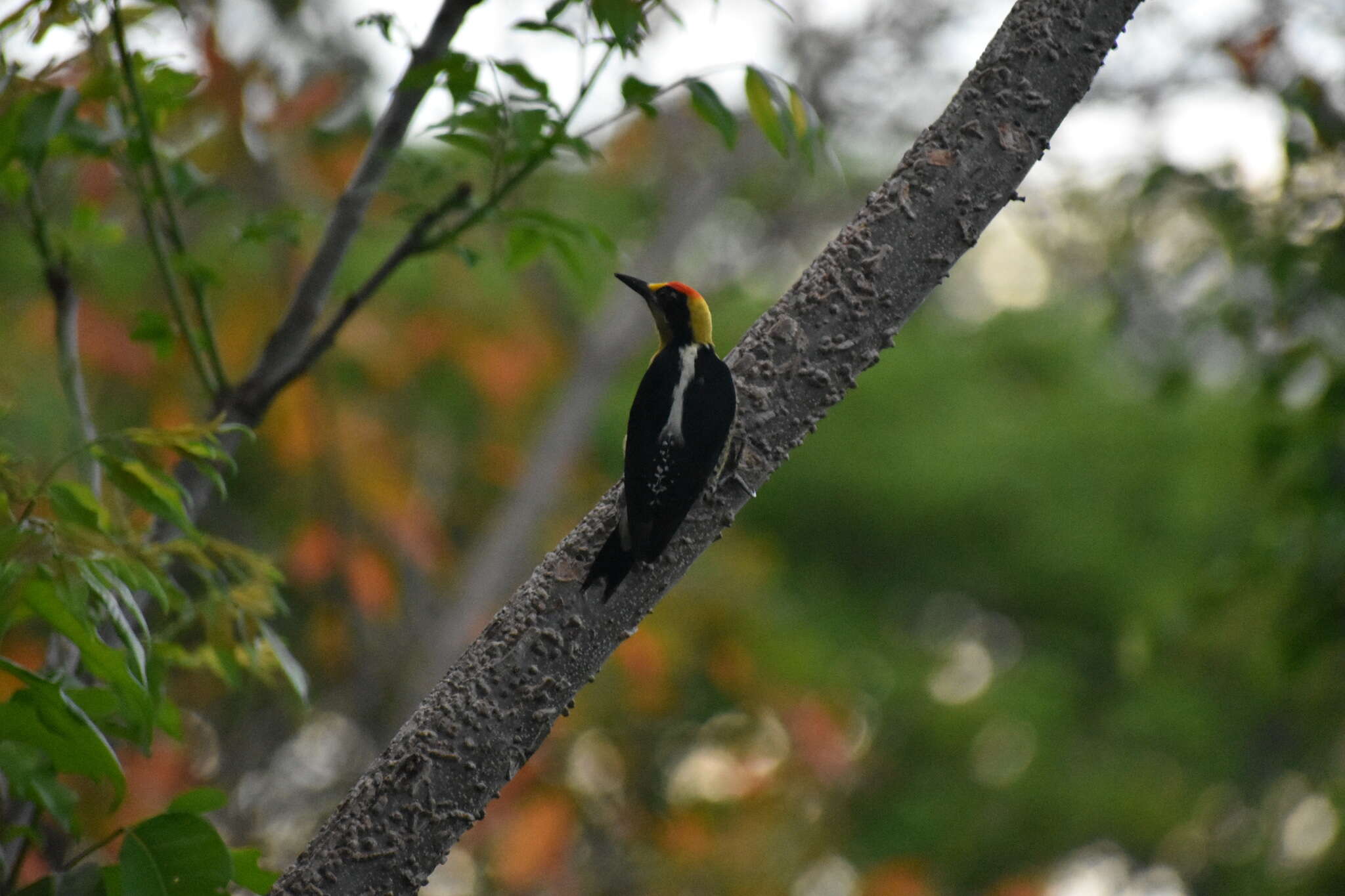 Слика од Melanerpes chrysauchen Salvin 1870