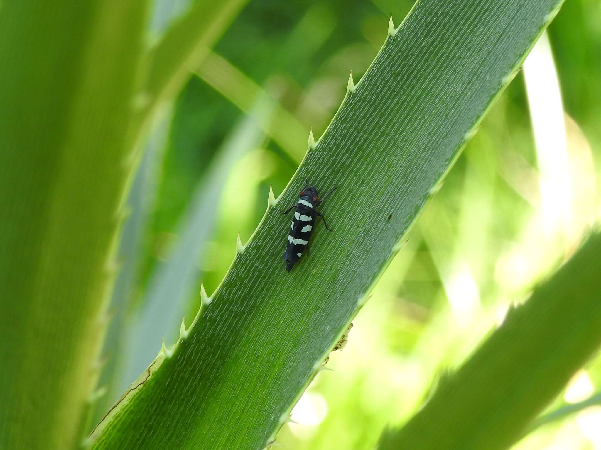 Слика од Balacha melanocephala (Signoret 1854)