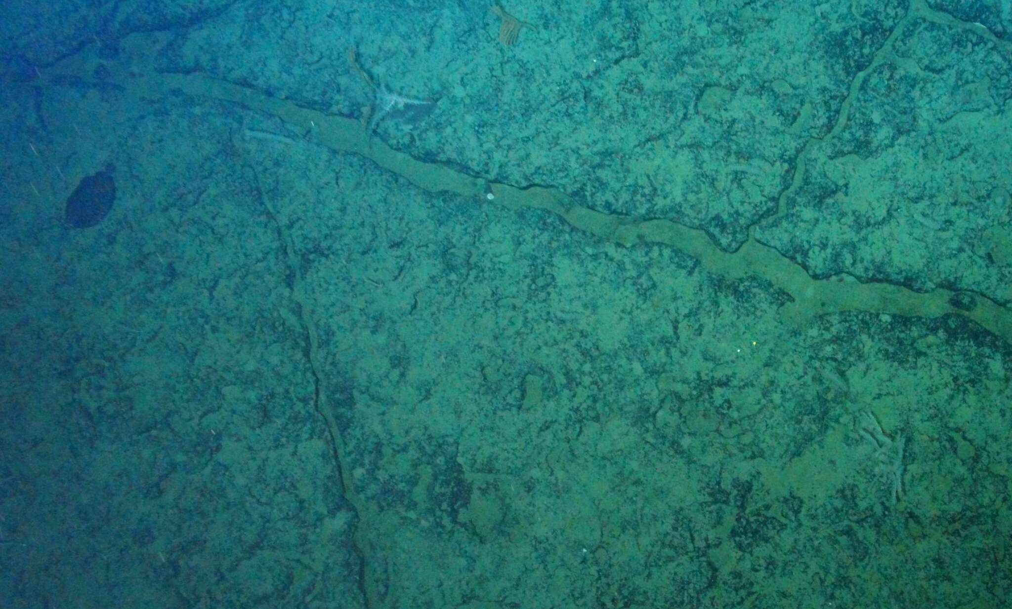 Image of Embassichthys