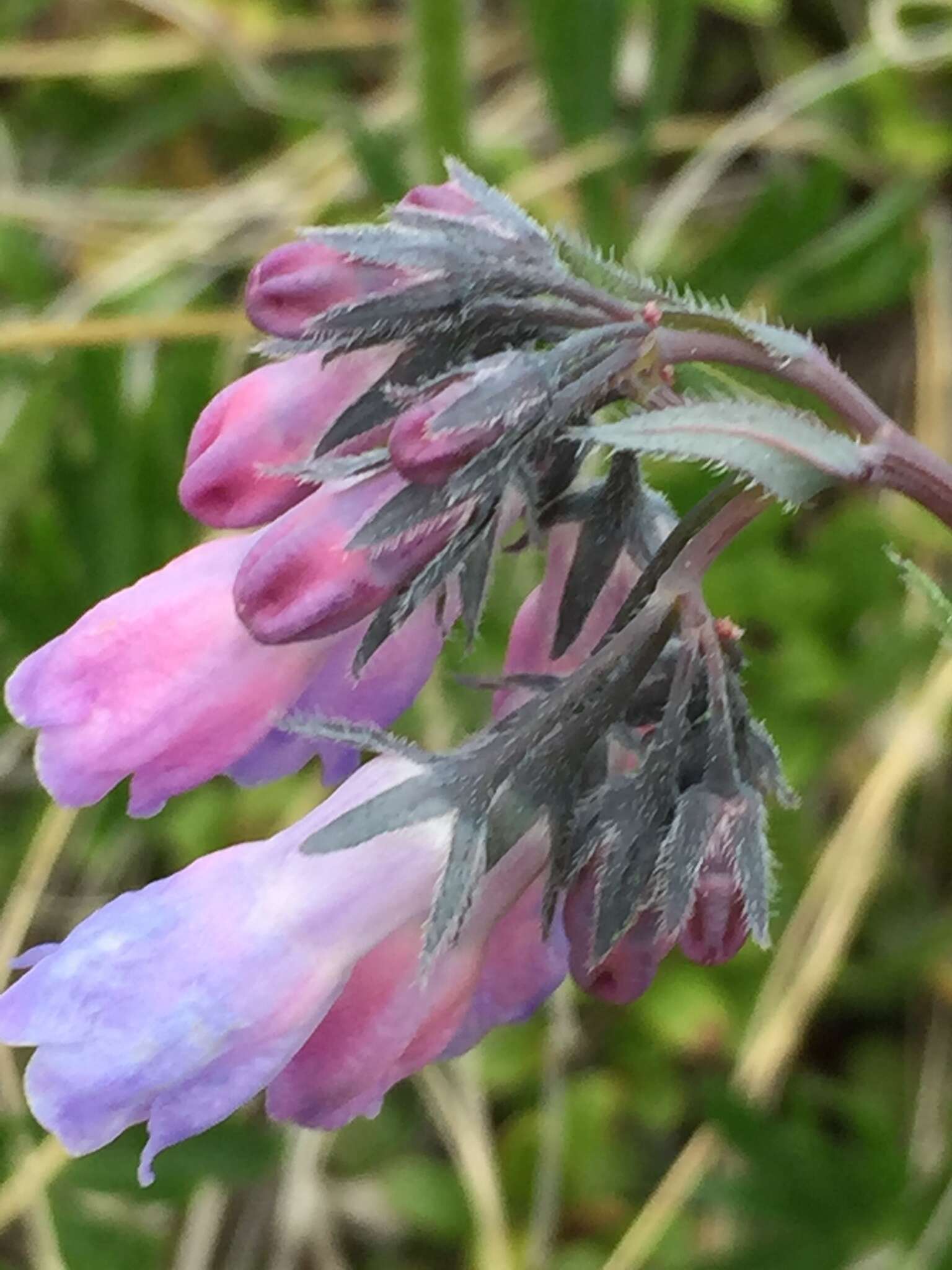 Image of Alaska tall bluebells