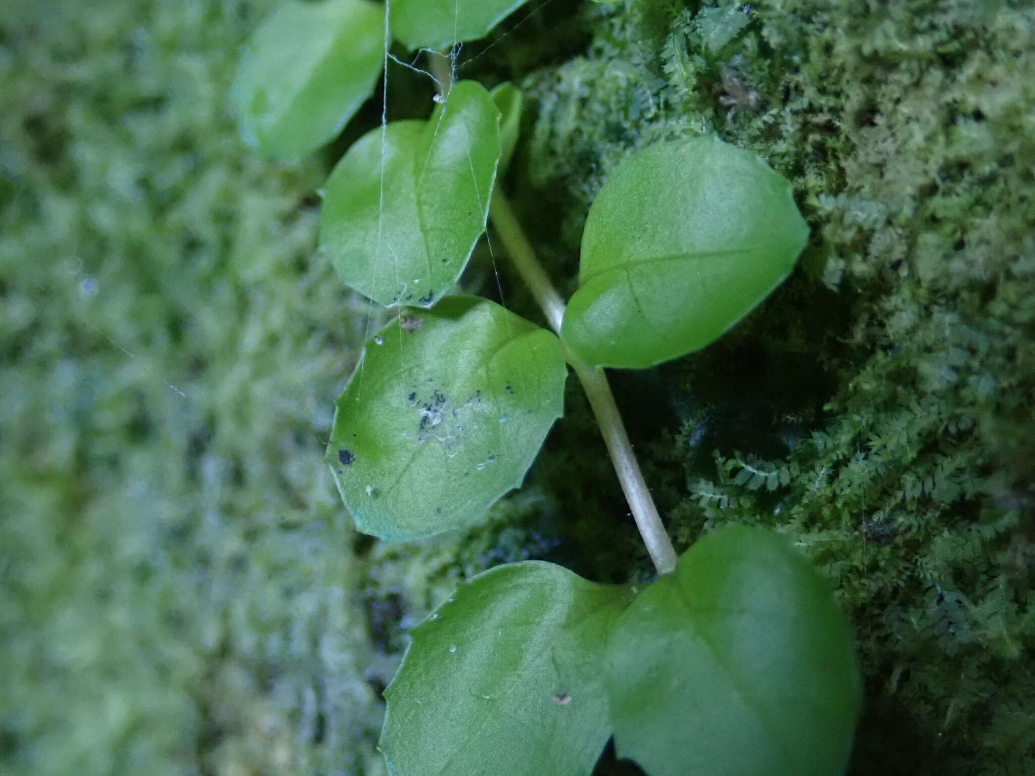 Image of Epilobium pedunculare A. Cunn.