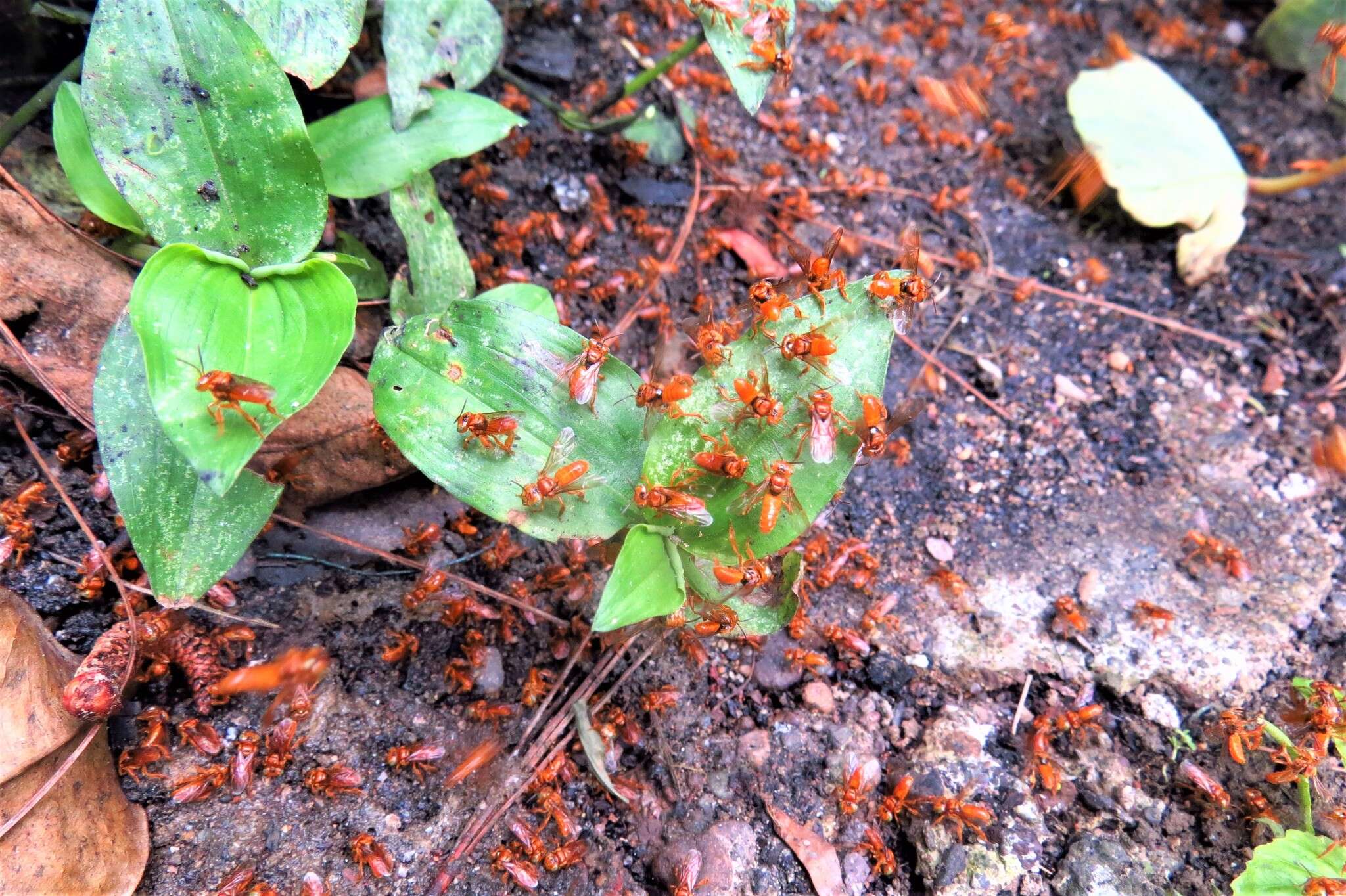 Image of Oxytrigona mellicolor (Packard 1869)