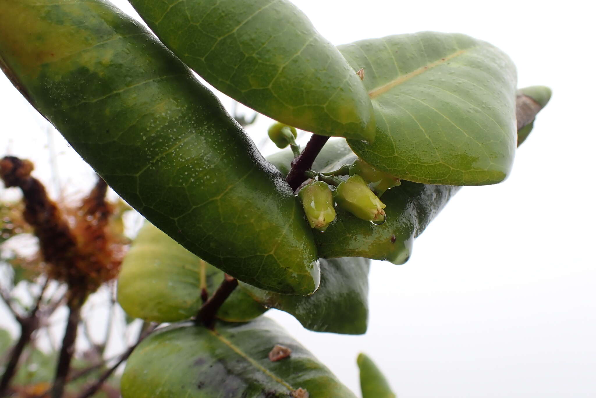 Image of Round-Leaf Melicope