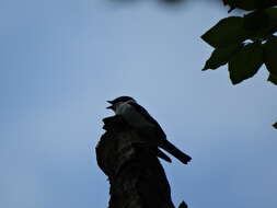 Image of Collared Flycatcher