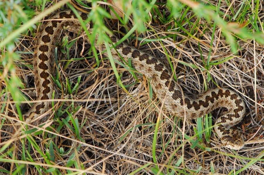 Plancia ëd Vipera ursinii ursinii (Bonaparte 1835)