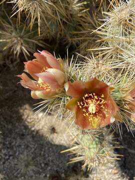 Image of Cylindropuntia sanfelipensis (Rebman) Rebman