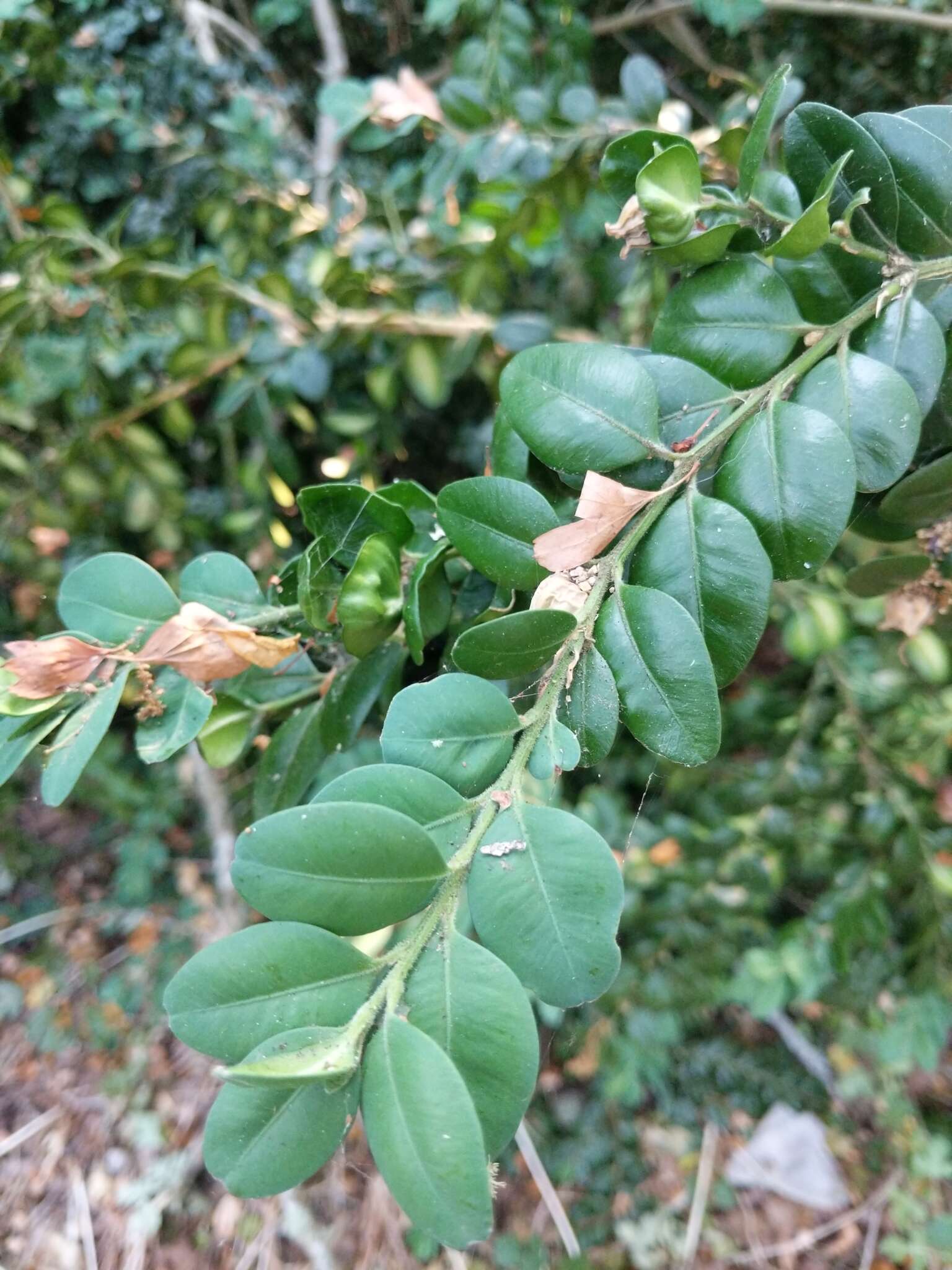 Sivun Buxus sempervirens L. kuva