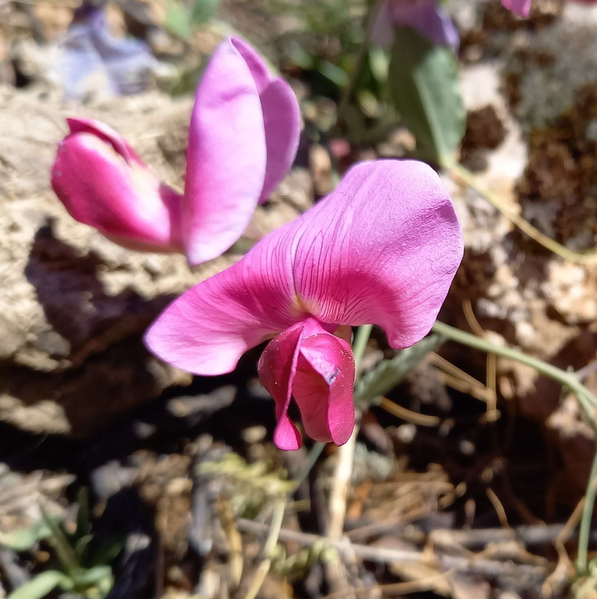 Image of Everlasting-Pea