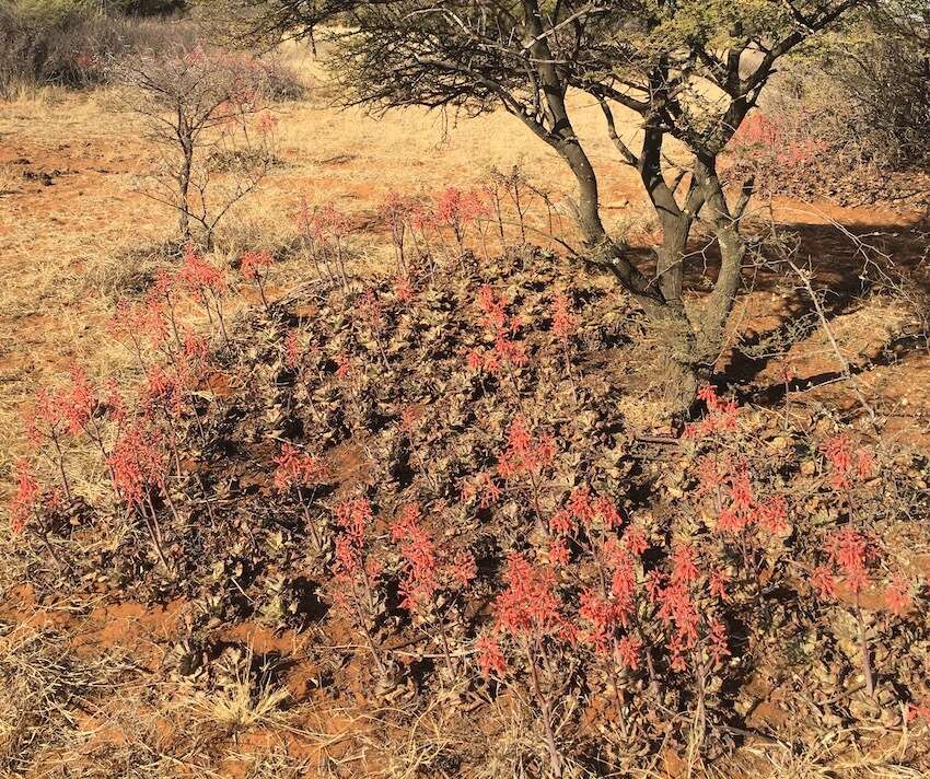 Слика од Aloe grandidentata Salm-Dyck