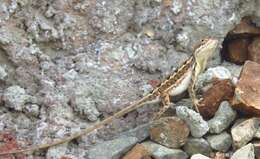 Image of Sitana laticeps Deepak & Giri 2016