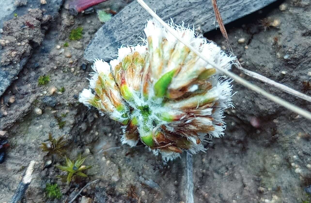Image of Metalasia erectifolia Pillans