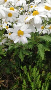 Image of Argyranthemum pinnatifidum (L. fil.) Webb