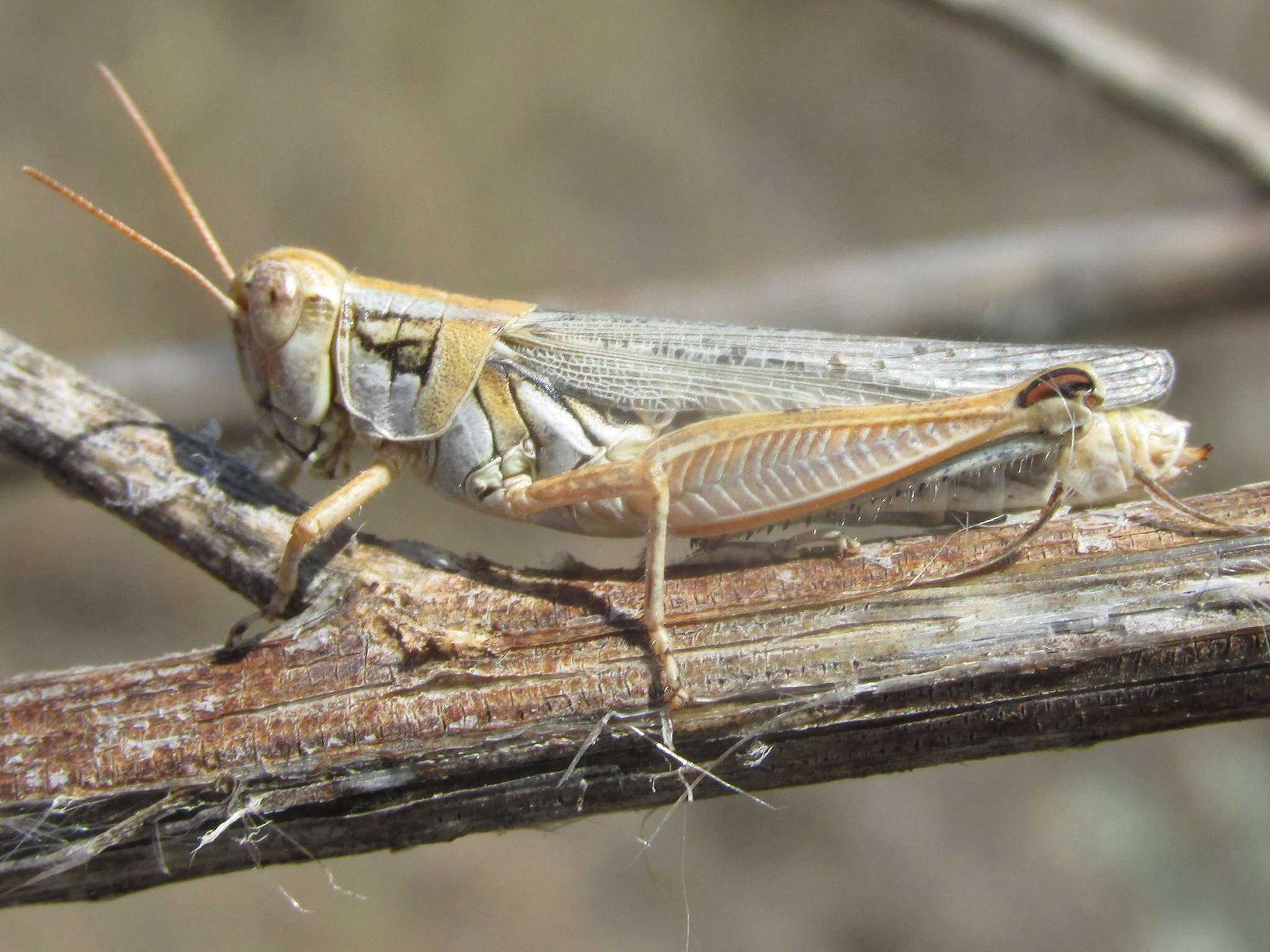 Melanoplus bowditchi canus Hebard 1925的圖片