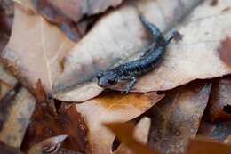 Image of Rich Mountain Salamander