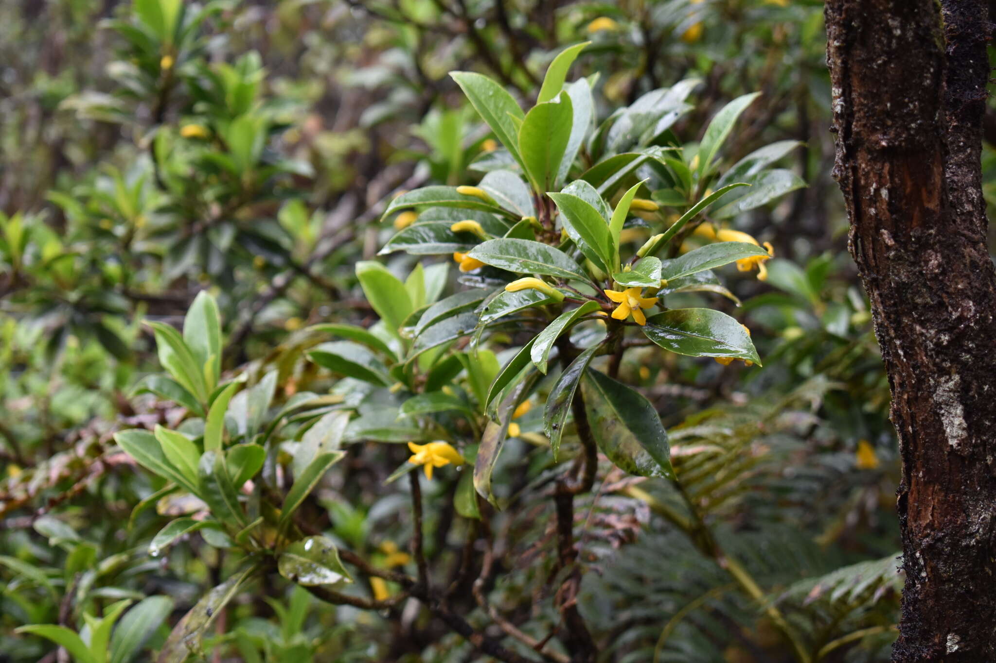 Image de Scaevola glabra Hook. & Arn.