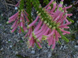 Image of Erica densifolia Willd.