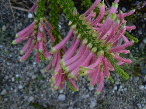 Image of Erica densifolia Willd.