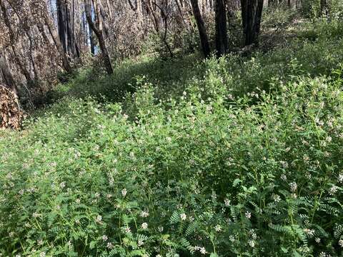 Image of Humboldt County milkvetch