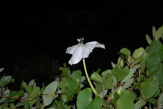 Image of Moonflower or moon vine