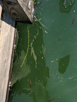 Image of western waterweed