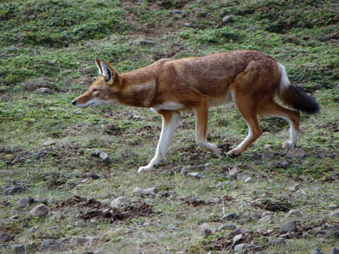 Image of Ethiopian wolf