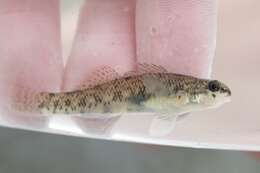 Plancia ëd Etheostoma nigrum Rafinesque 1820