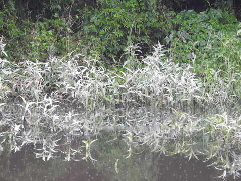 Image of Persicaria lanata (Roxb.) N. N. Tzvel.