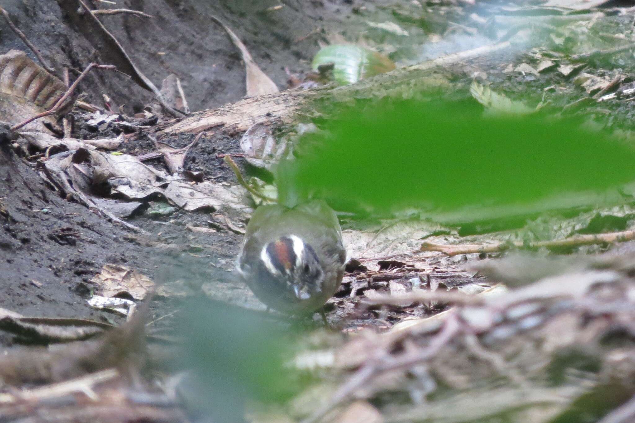 Image of Black-cheeked Warbler